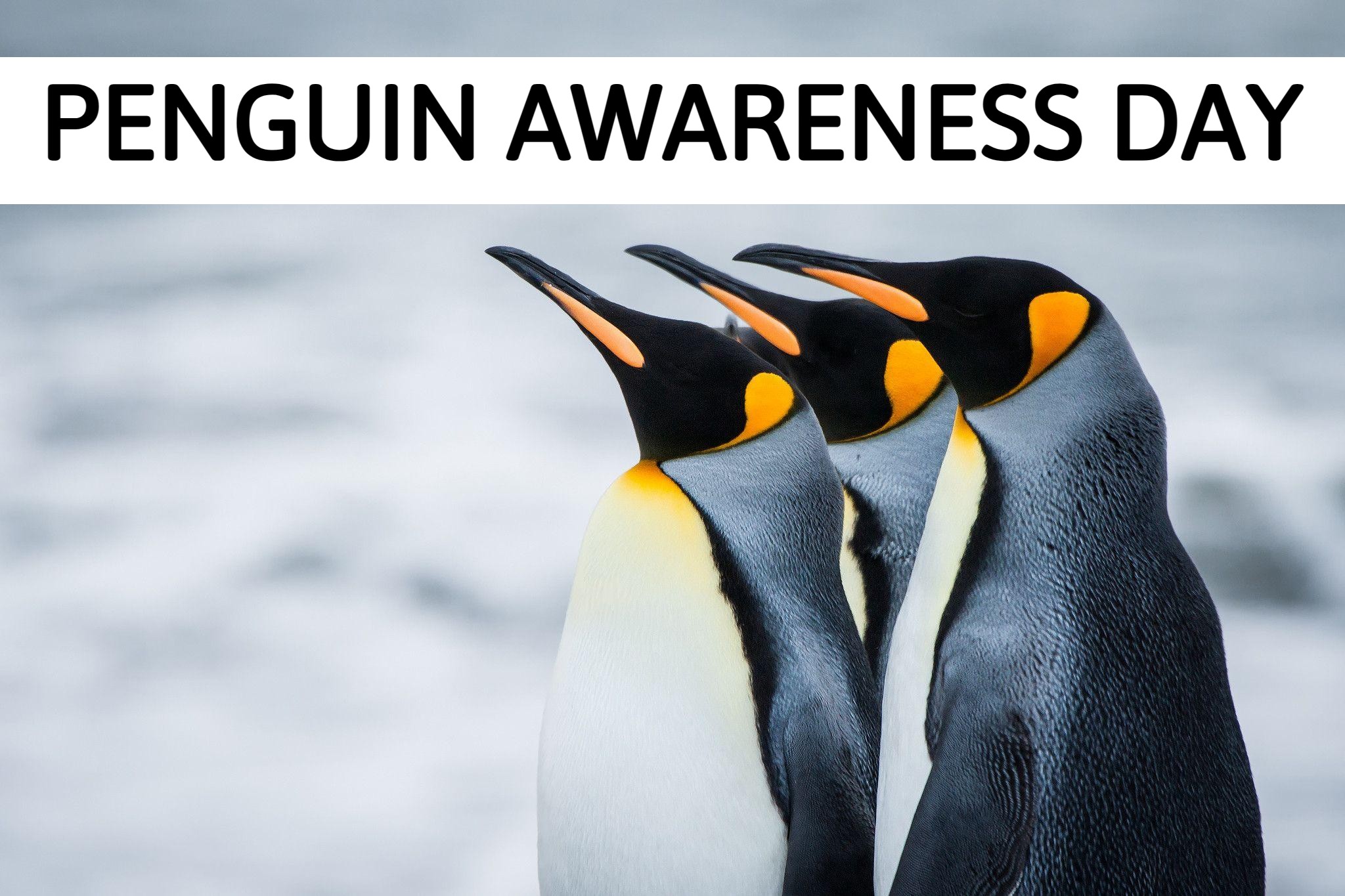 Penguin Awareness Day History & Facts All you need to know 2024