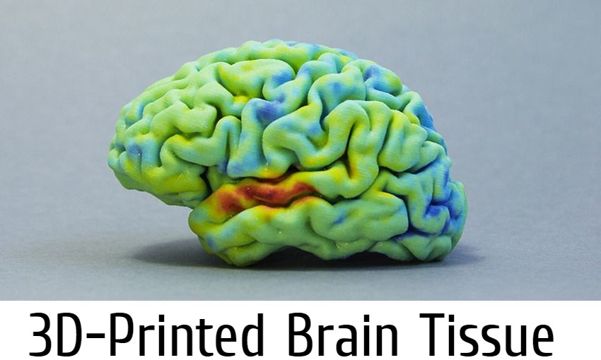 3D-Printed Brain Tissue | Scientists developed Working 3D-Printed Brain Tissue 2024 | How Could This Transform the Treatment of Brain Disorders? | 2024